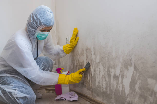 Best Commercial Mold Removal  in Mesilla, NM